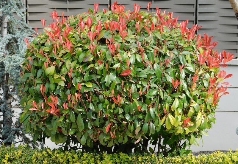 Close-up of Photinia x fraseri 'Red Robin' shrub in full flower 
