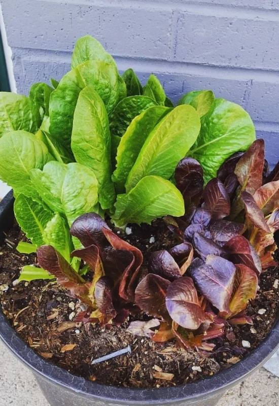 Planting Romaine in Containers