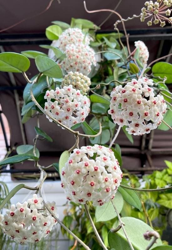 40 Stunning Hoya Plant Varieties That Will Make Your Houseplant Collection Shine 9 Porcelain Wax Flower (Hoya carnosa)