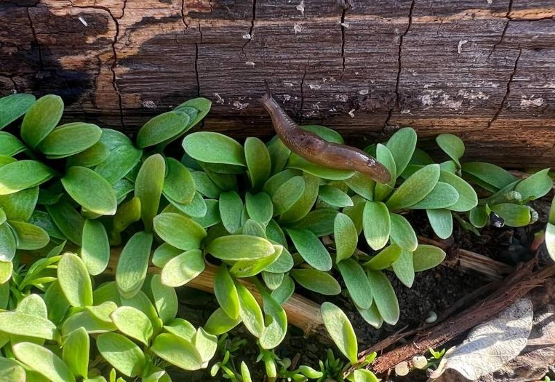 Garden Management to Prevent Slug Infestations