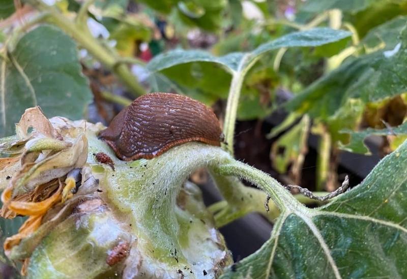 Protect Your Plants with Slug Deterrents
