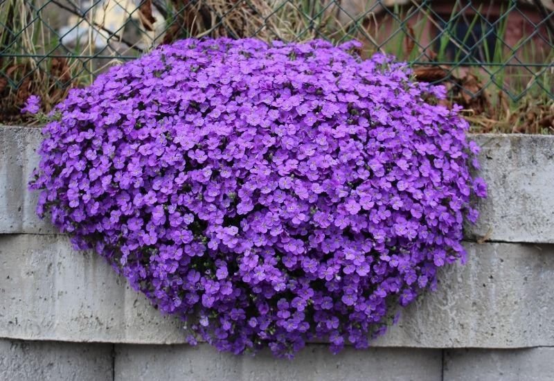 "Purple Aubrieta" flowers
