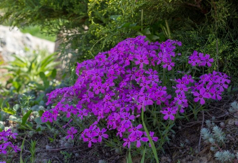 Purple creeping phlox, on the flowerbed.