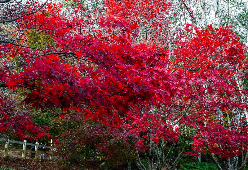 Red maple tree in autumn