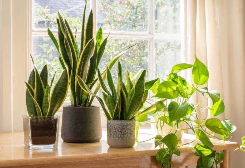 Snake Plant (Sansevieria trifasciata, now renamed Dracaena trifasciata)