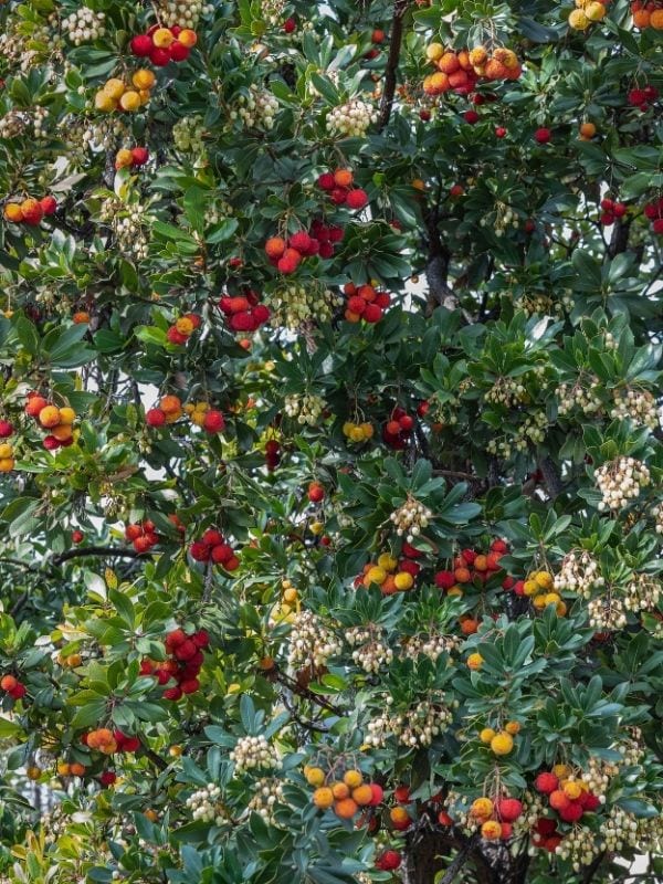 12 Evergreen Shrubs and Trees with Red Fruits and Berries 9 Strawberry Tree