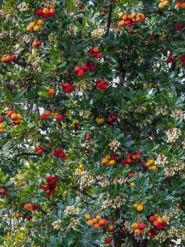 Strawberry Tree