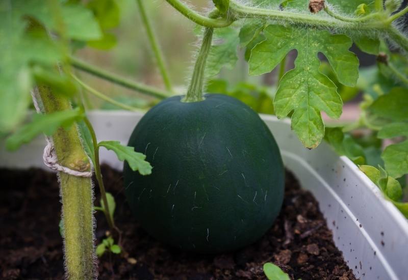 Dealing with Watermelon Pests and Diseases