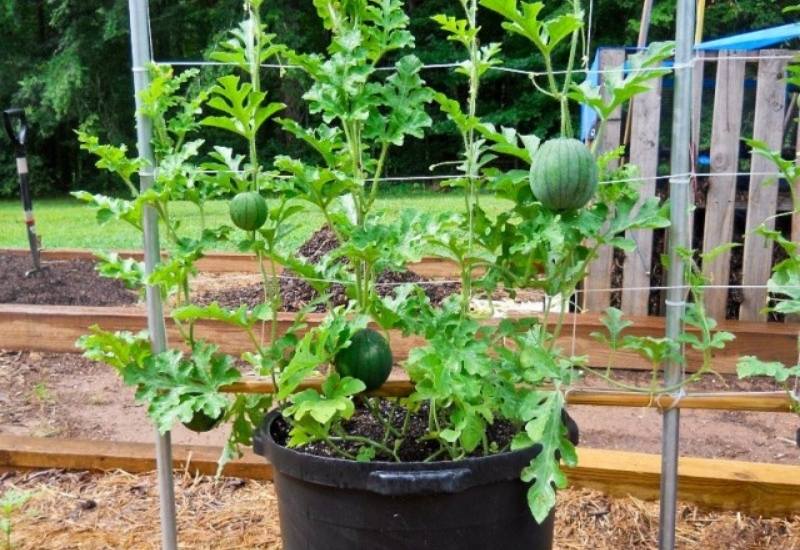 The Right Container for Growing Watermelons
