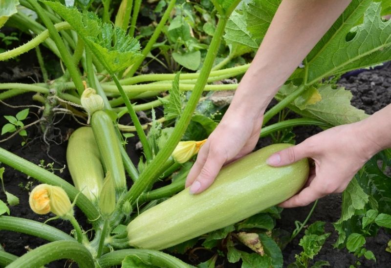 The Secret To Knowing When Zucchini Is Ready To Pick