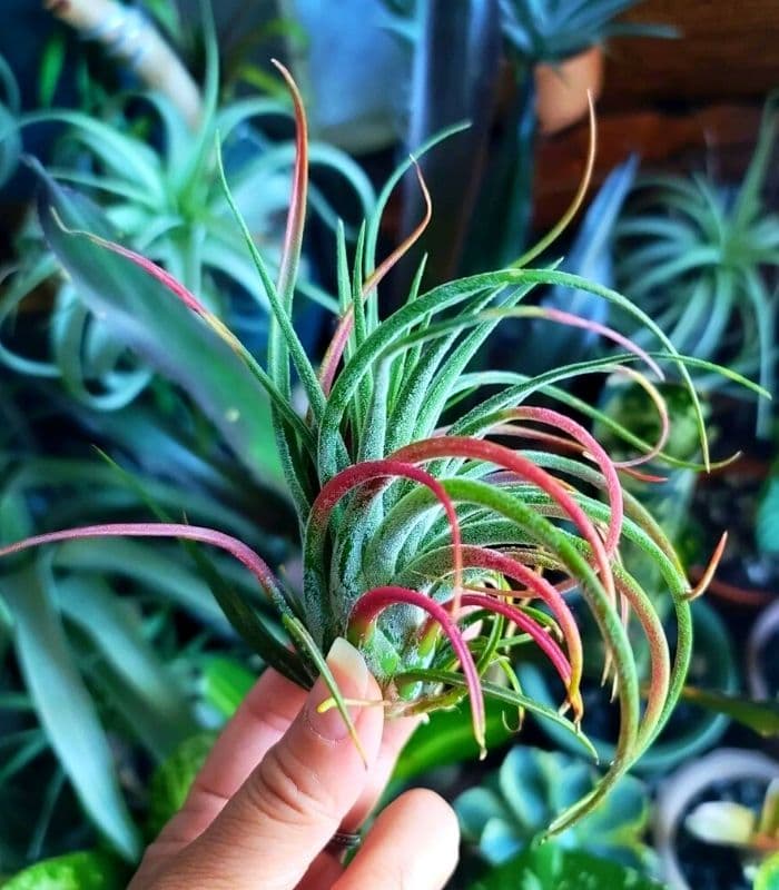 Tillandsia