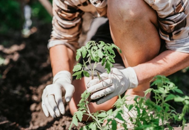 Top 10 Tomato Planting Tips for Abundant Yields and Healthy Plants 1