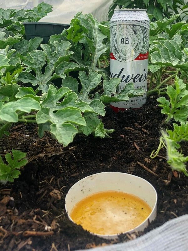 Use Beer As A Slug Trap