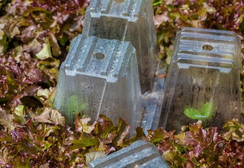 Use Garden Cloches As A Protection Against Snails And Slugs