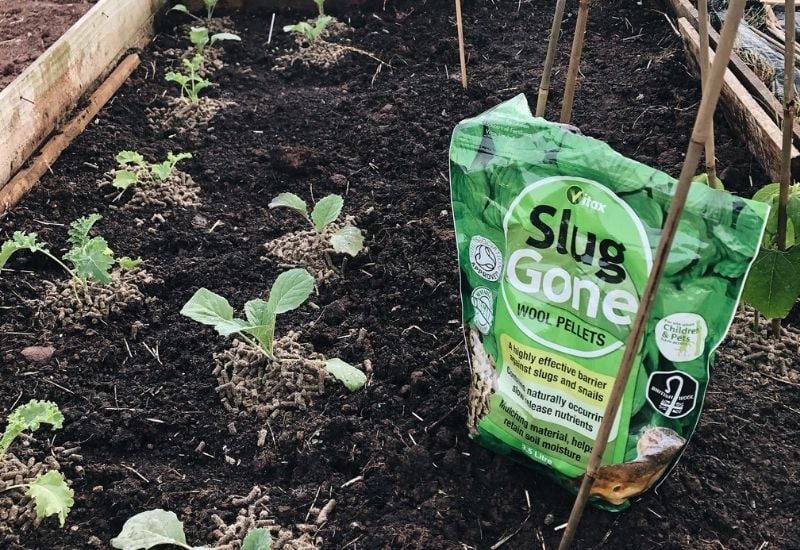 Use Sheep's Wool Pellets Against Slugs and Snails