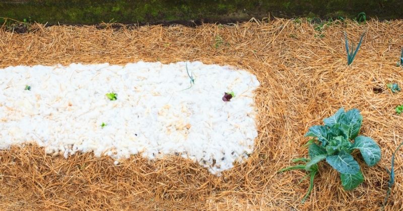 Using Sheep's Wool For Mulch