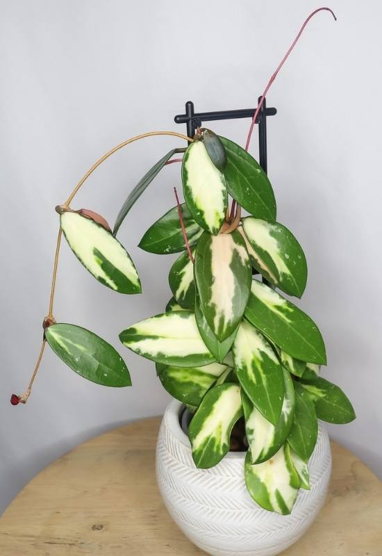 40 Stunning Hoya Plant Varieties That Will Make Your Houseplant Collection Shine 28 Variegated Hoya Acuta (Hoya acuta variegata)