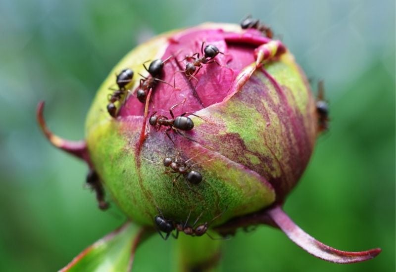 What Are Ants Doing On My Peonies? And How To Get Ants Off Cut Flowers