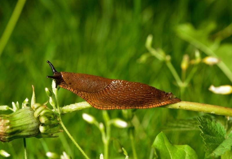 What Are Slugs?