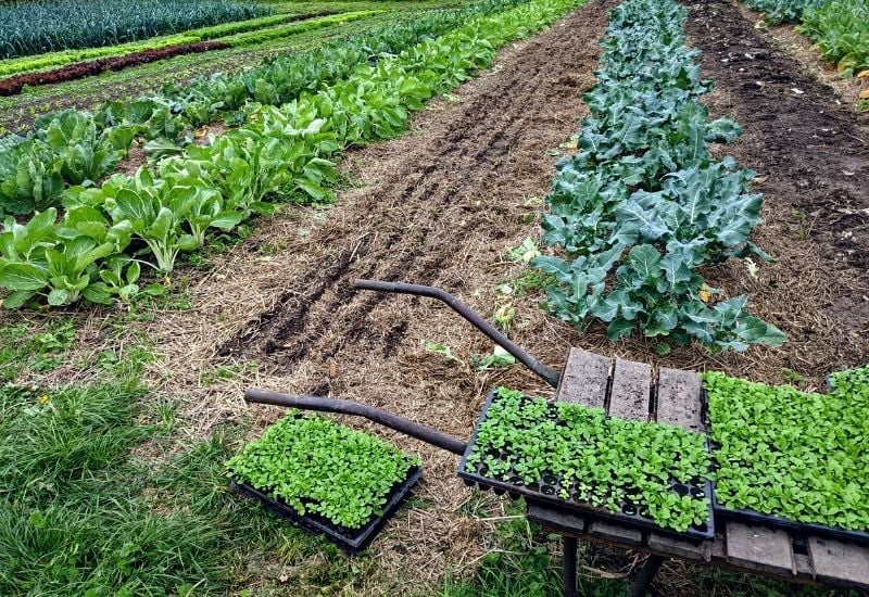 What Is The Best Mulch For Vegetable Gardens?
