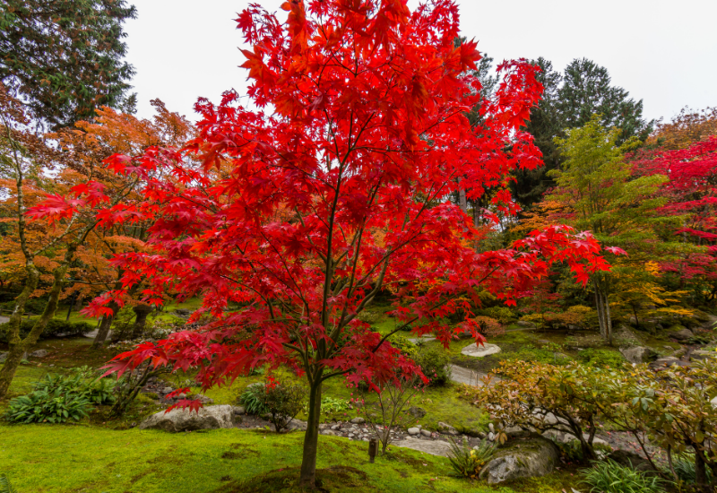Bright red Japanese maple. Autumn in the park.