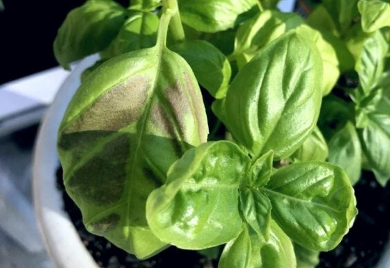 Brown Spots on Basil Leaves: Why It Happens & and How to Treat It
