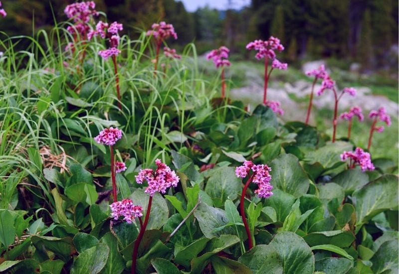 Winter Blooming Bergenia