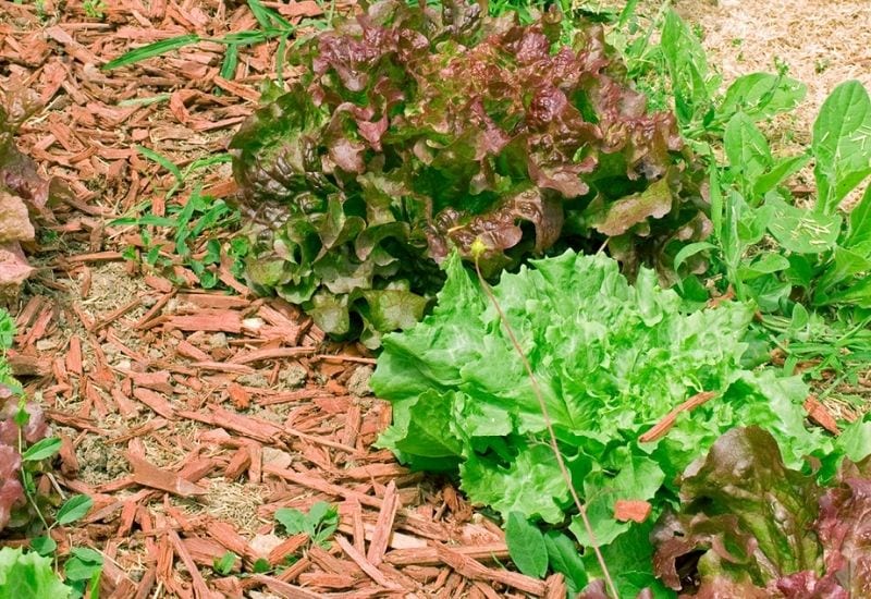 Woodchips And Shavings