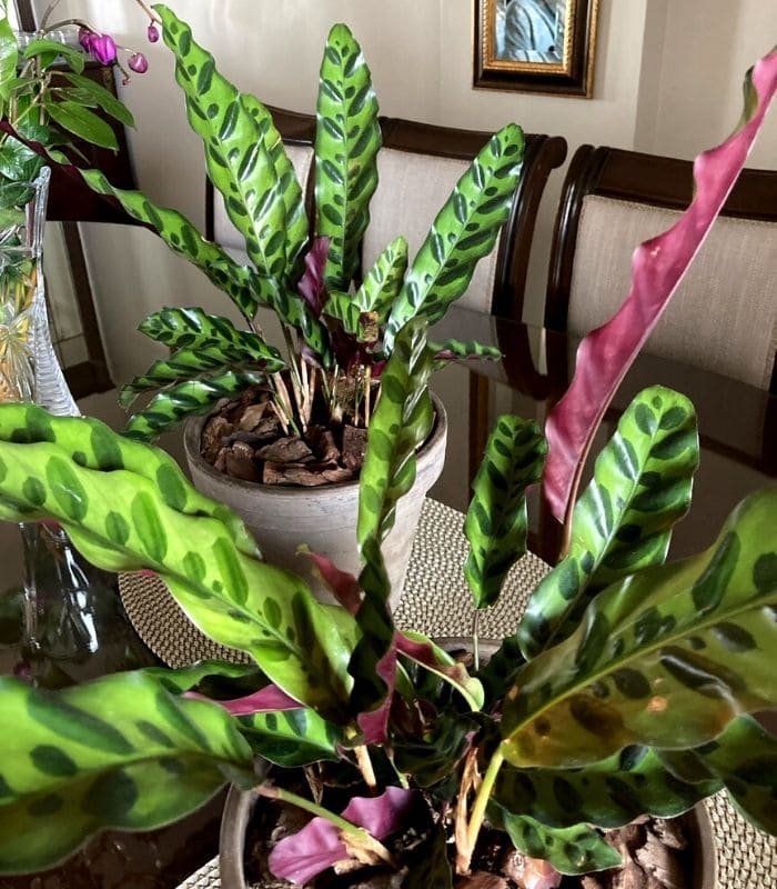 rattlesnake calathea