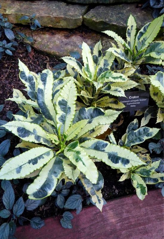 ‘Andrew’ Croton (Codiaeum variegatum ‘Andrew’)