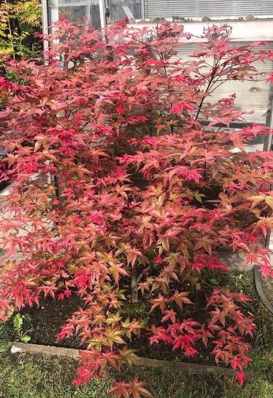 ‘Beni-Maiko’ Japanese Maple (Acer palmatum ‘Beni-Maiko’)