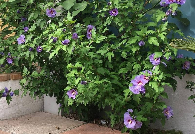 8 Stunning Ornamental Trees With Blue Flowers For Your Yard 3 ‘Blue Satin’ Rose of Sharon (Hibiscus syriacus ‘Blue Satin’)