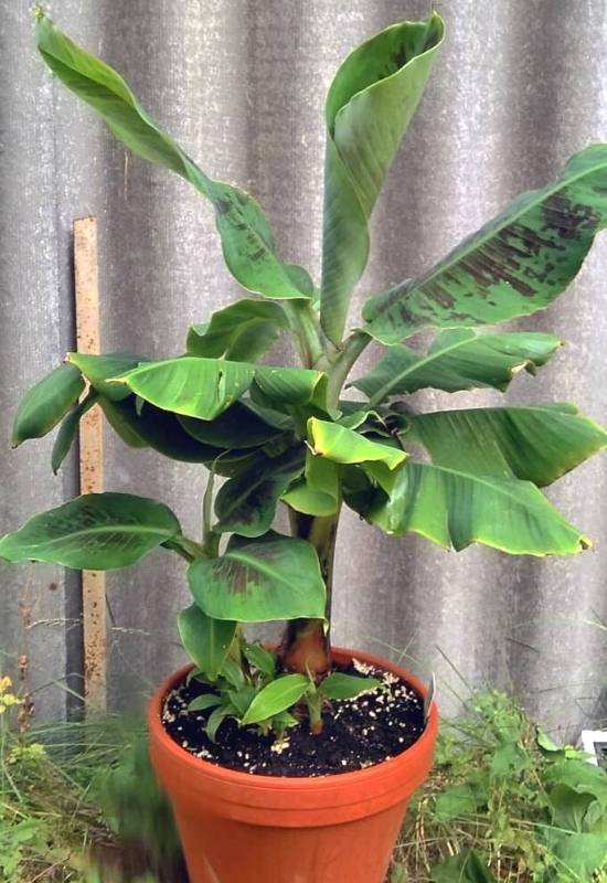 ‘Dwarf Cavendish’ Banana Plant (Musa acuminata ‘Dwarf Cavendish’)