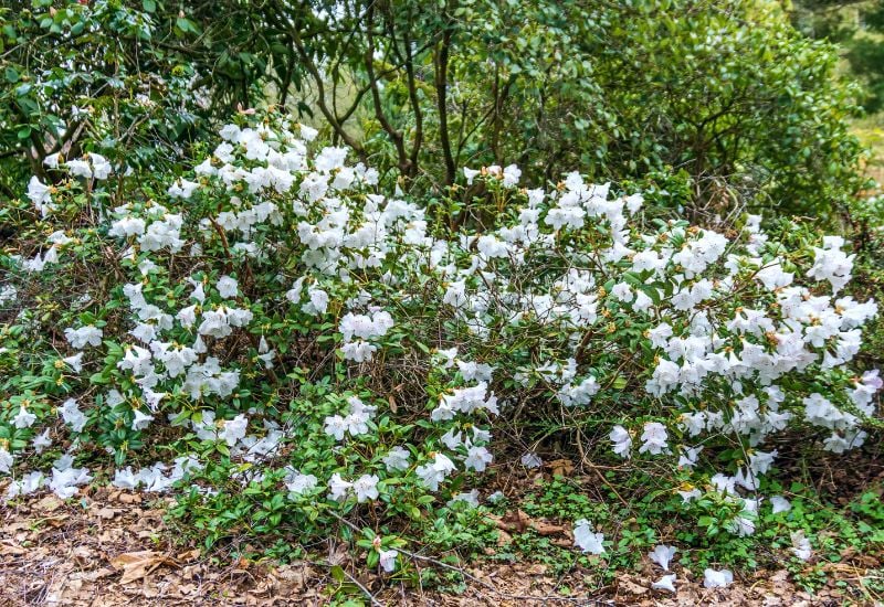 ‘Else Fry’ Rhododendron