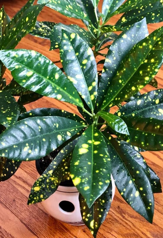 ‘Gold Dust’ Croton (Codiaeum variegatum ‘Gold Dust’)