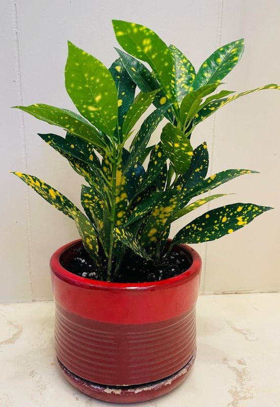 ‘Gold Star’ Croton (Codiaeum variegatum ‘Gold Star’)