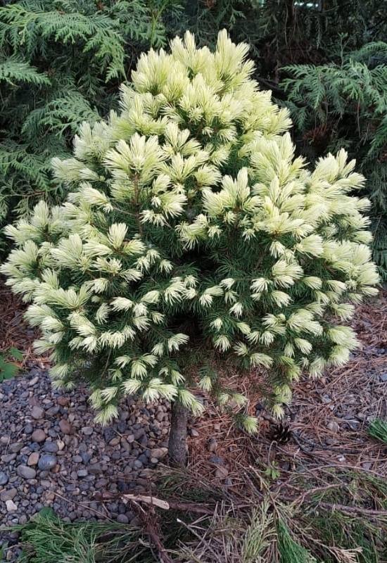 ‘J.W. Daisy’s White’ Spruce (Picea glauca var. albertiana ‘J.W. Daisy’s White’)