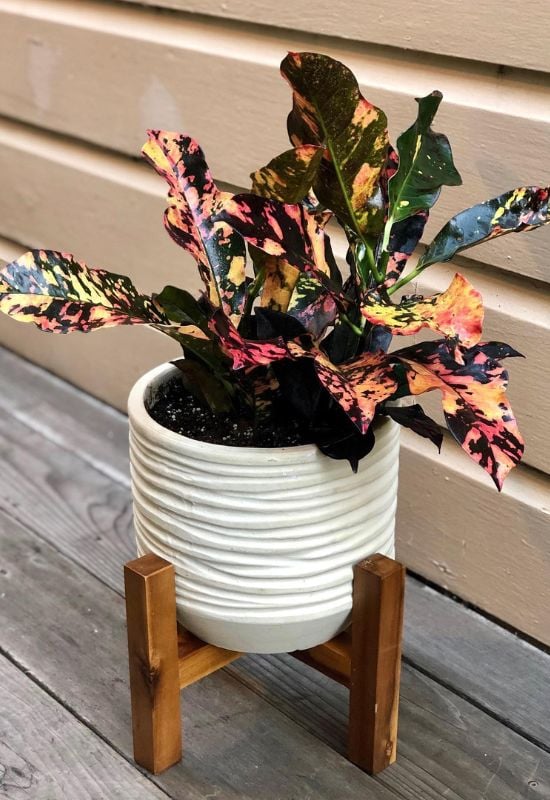 8.	‘Magnificent’ Croton (Codiaeum variogram ‘Magnificent’)