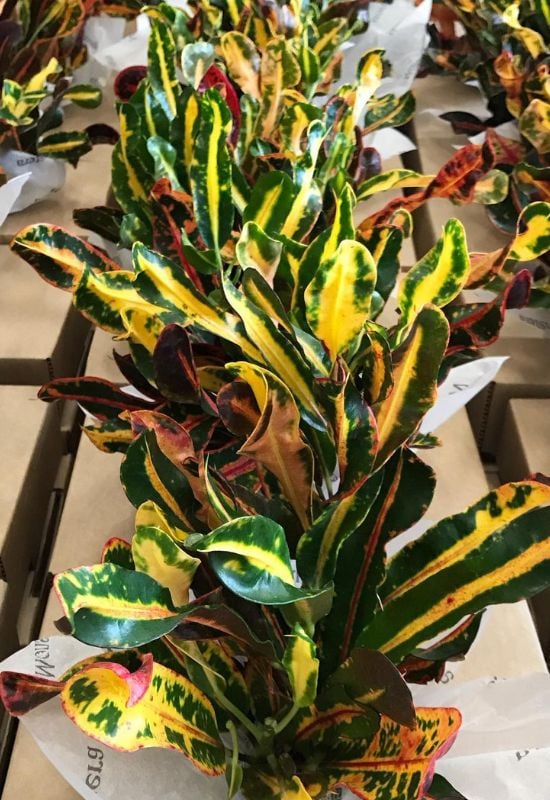 ‘Mammy’ Croton (Codiaeum variegatum ‘Mammy’)