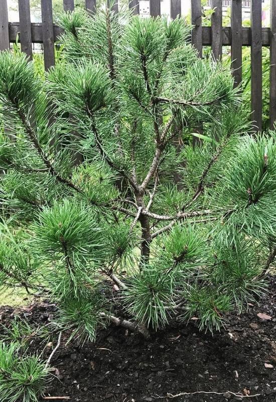 ‘Mops’ Dwarf Mountain Pine (Pinus mugo ‘Mops’)