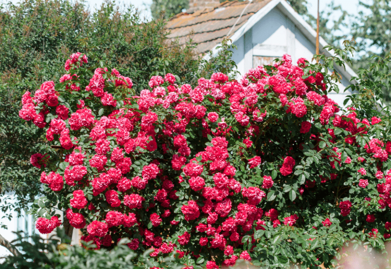 10 Flowers That Look Like Peonies With Equally Blooms