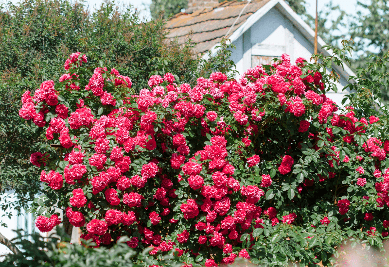 Flowers That Look Like Peonies
