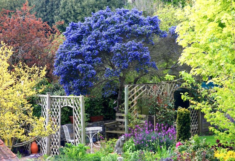 8 Stunning Ornamental Trees With Blue Flowers For Your Yard