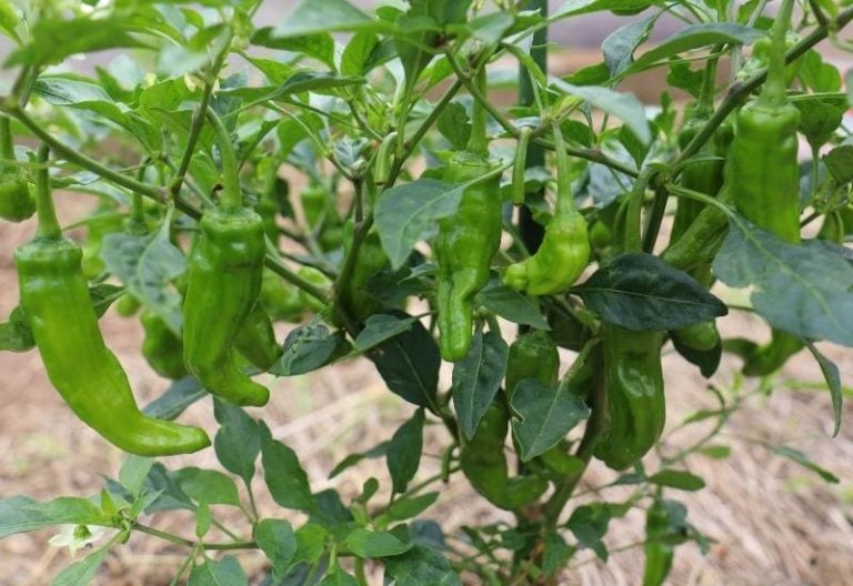 Growing Shishito Peppers from Sowing to Harvest