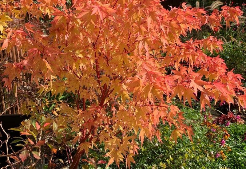 Acer palmatum ‘Sango-Kaku’