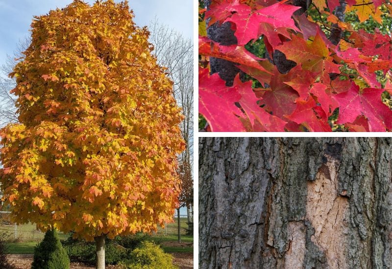 Acer saccharum