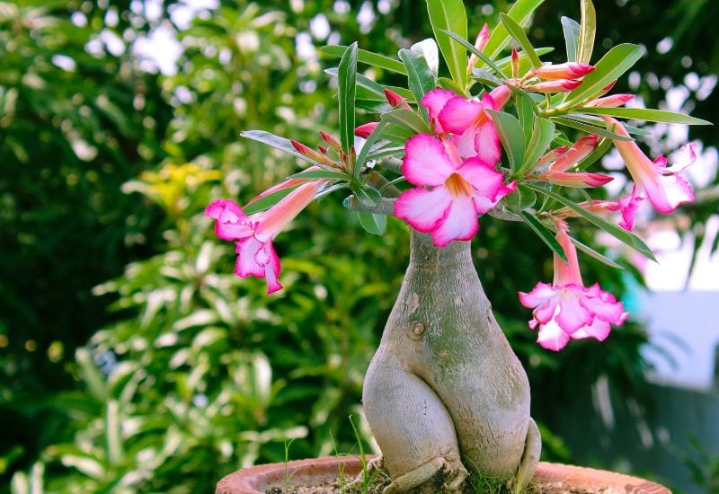 Adenium obesum