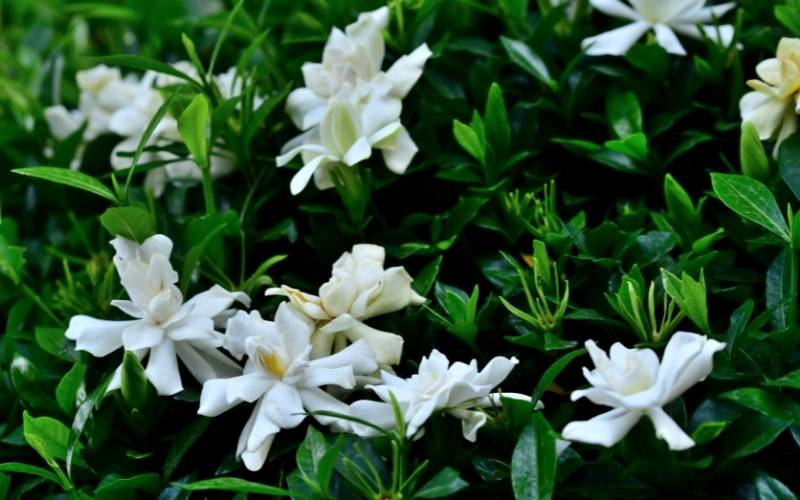 Aimee’ Gardenia (Gardenia jasminoides ‘Aimee’)