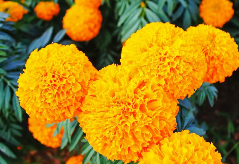 12 Gorgeous Varieties Of Flowers That Look Like Dahlias 4 Mexican marigold