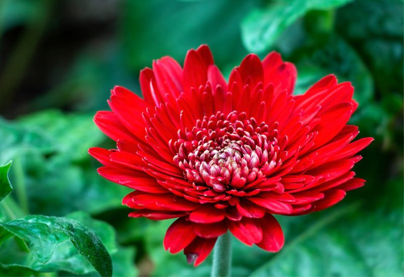 12 Gorgeous Varieties Of Flowers That Look Like Dahlias 7 Barberton daisy